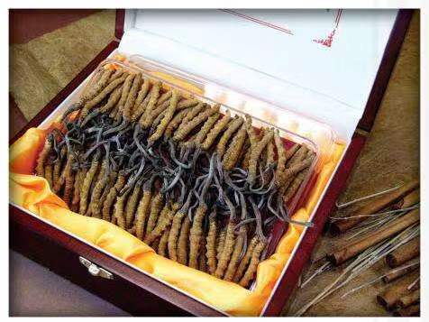 德钦冬虫夏草回收